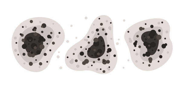 Best Black Mold Removal  in West Lafayette, OH